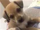 Cachorro raça Vira lata  idade Abaixo de 2 meses nome Simba