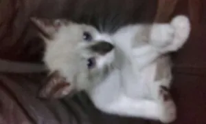 Gato raça SIAMÊS  idade Abaixo de 2 meses nome Max