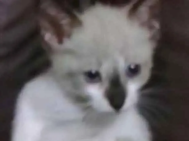 Gato ra a SIAMÊS  idade Abaixo de 2 meses nome Max