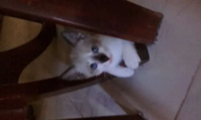 Gato ra a SIAMÊS  idade Abaixo de 2 meses nome Max