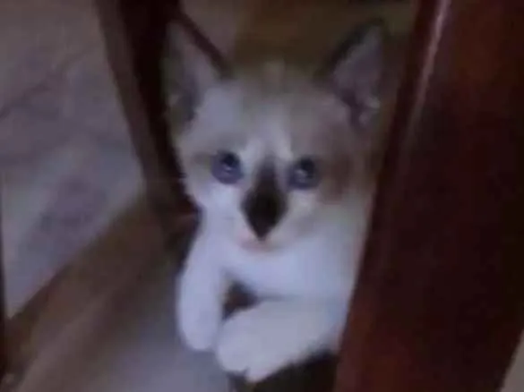 Gato ra a SIAMÊS  idade Abaixo de 2 meses nome Max