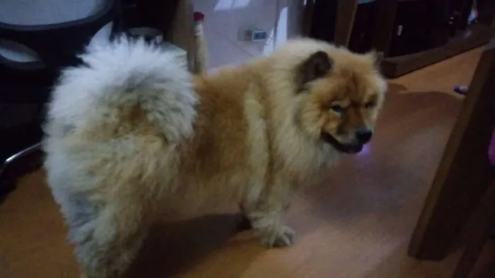 Cachorro ra a CHOW idade 4 anos nome LION