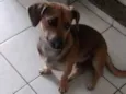 Sinzento