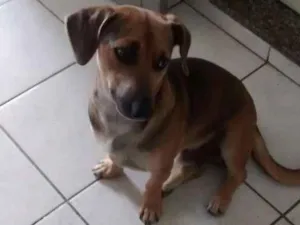 Cachorro raça Vira lata idade 7 a 11 meses nome Sinzento