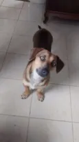 Sinzento