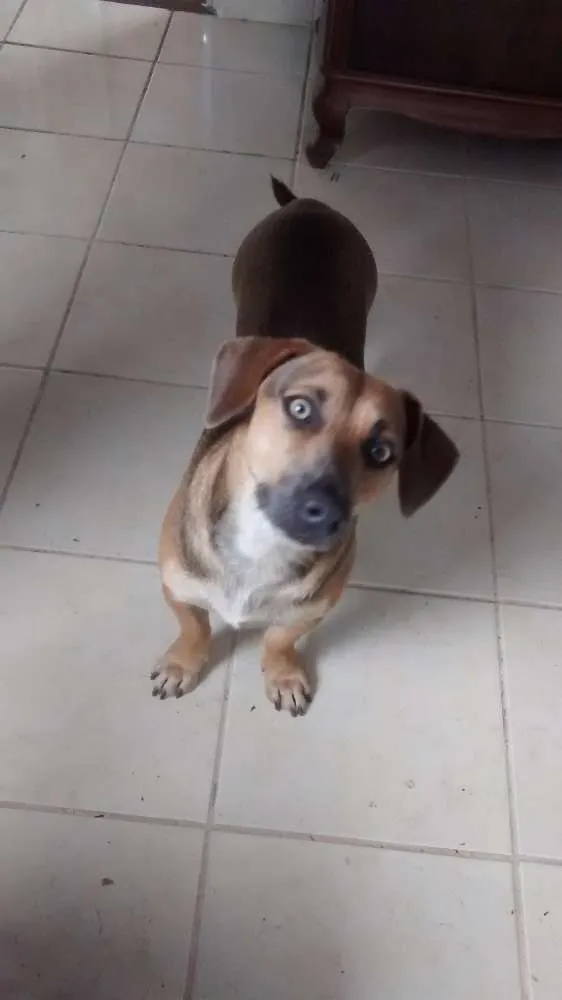 Cachorro raça Vira lata idade 7 a 11 meses nome Sinzento