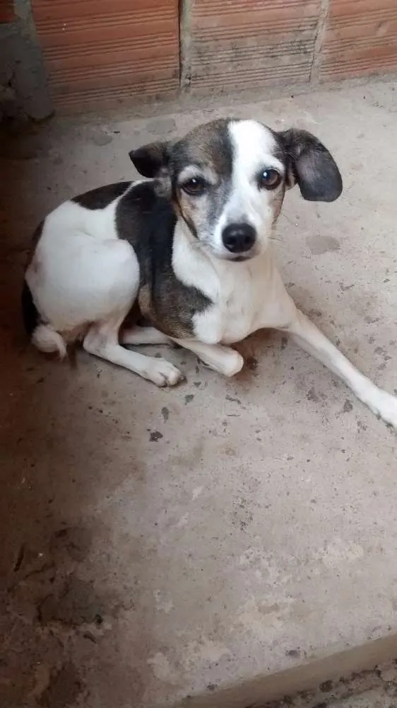 Cachorro raça Fox paulistinha idade 2 anos nome Teca