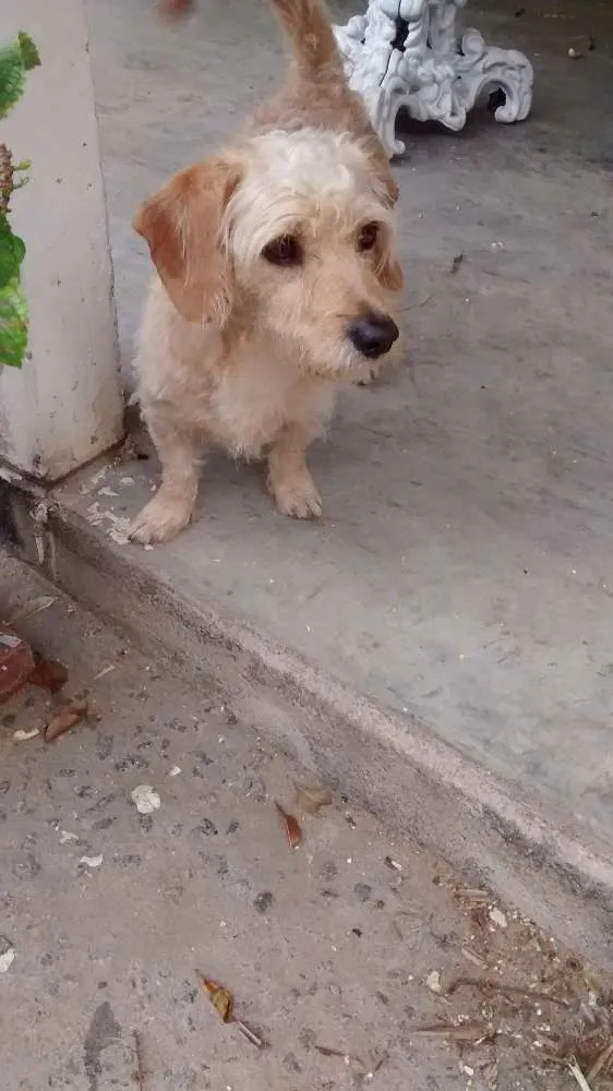 Cachorro raça Poodle com basset idade 2 anos nome Nick