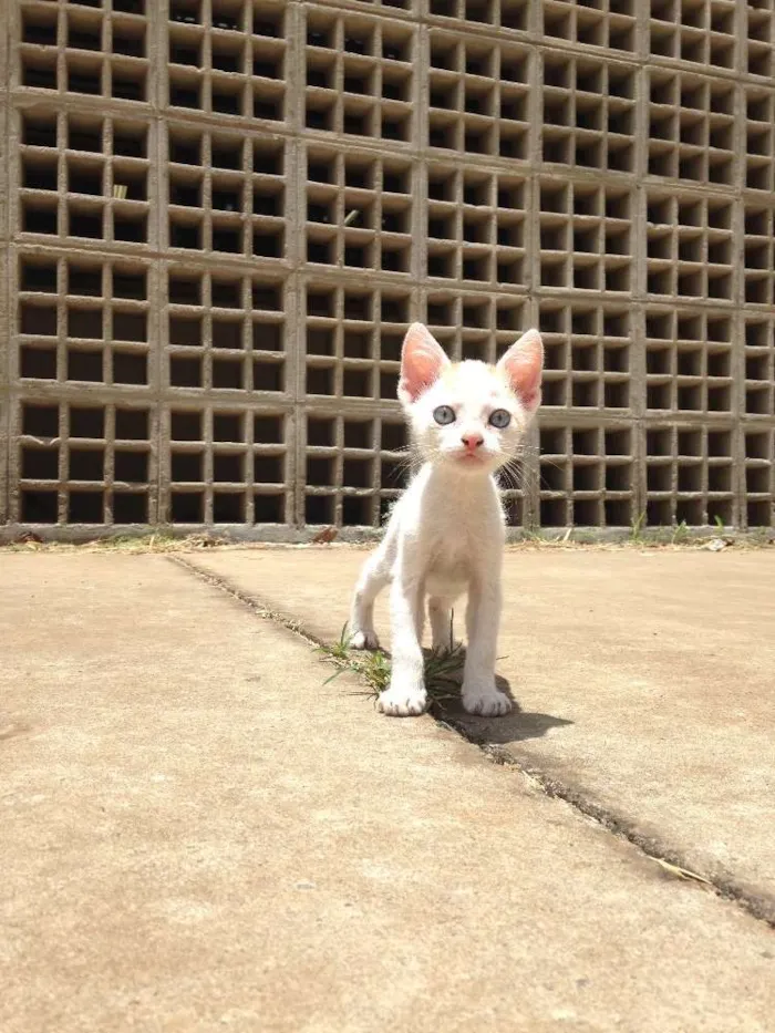 Gato ra a Sem raça  idade Abaixo de 2 meses nome Sem nome 