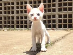 Gato raça Sem raça  idade Abaixo de 2 meses nome Sem nome 