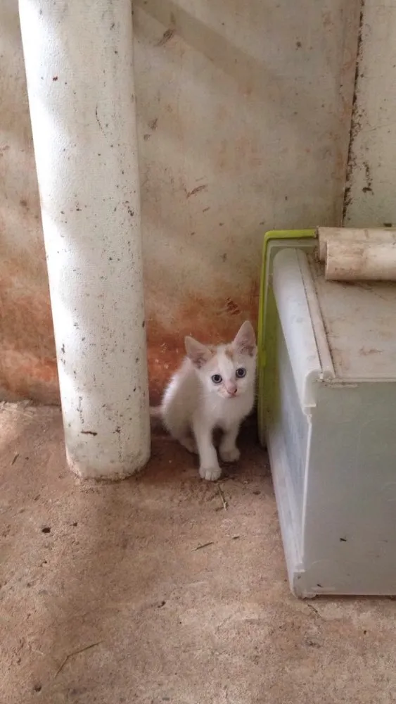 Gato ra a Sem raça  idade Abaixo de 2 meses nome Sem nome