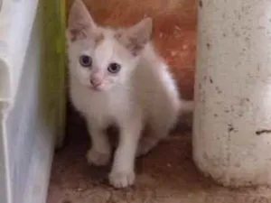 Gato raça Sem raça  idade Abaixo de 2 meses nome Sem nome