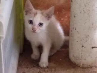 Gato ra a Sem raça  idade Abaixo de 2 meses nome Sem nome