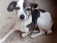 Teca