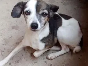 Cachorro raça Fox paulistinha idade 2 anos nome Teca