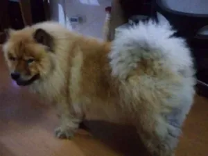 Cachorro raça CHOW idade 4 anos nome LION