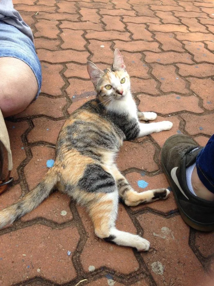 Gato ra a Sem raça  idade 7 a 11 meses nome Sem nome