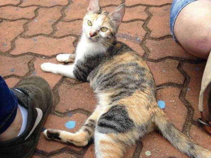 Gato ra a Sem raça  idade 7 a 11 meses nome Sem nome