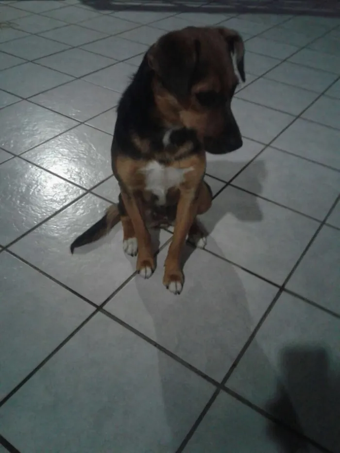 Cachorro ra a Vira-lata idade 1 ano nome Lara