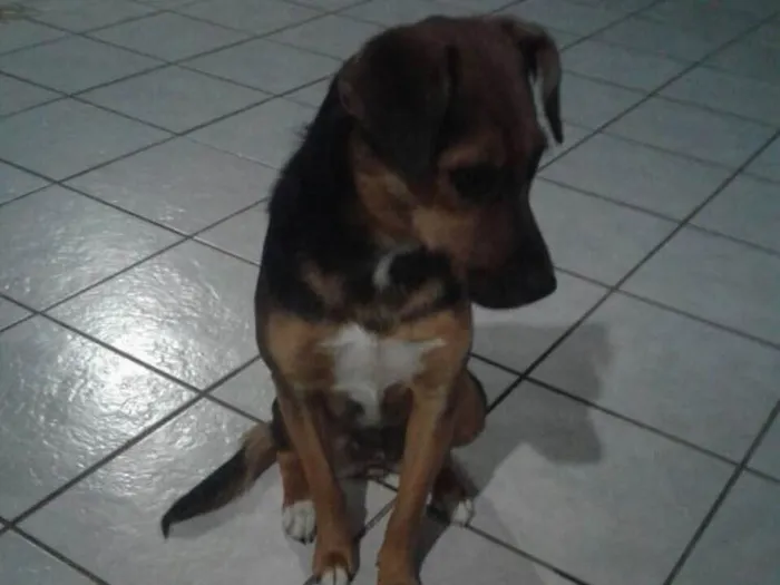 Cachorro ra a Vira-lata idade 1 ano nome Lara