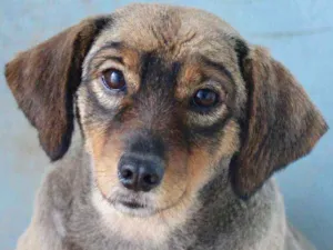 Cachorro raça  idade 5 anos nome Kitty