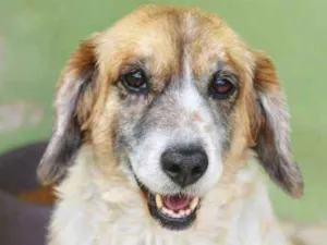 Cachorro raça  idade 5 anos nome Nanny