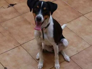 Cachorro raça Vira lata idade 1 ano nome Mel