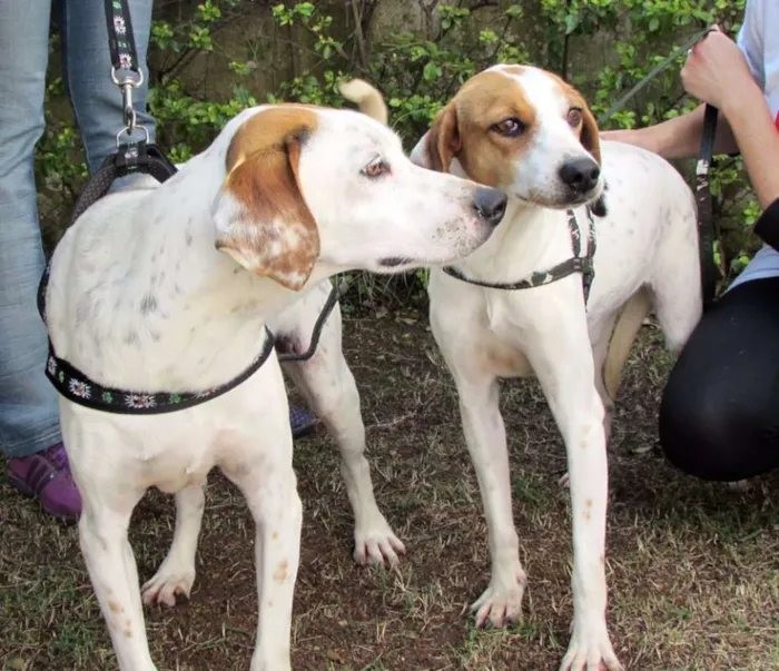 Cachorro ra a  idade 5 anos nome Lyon e Lorena