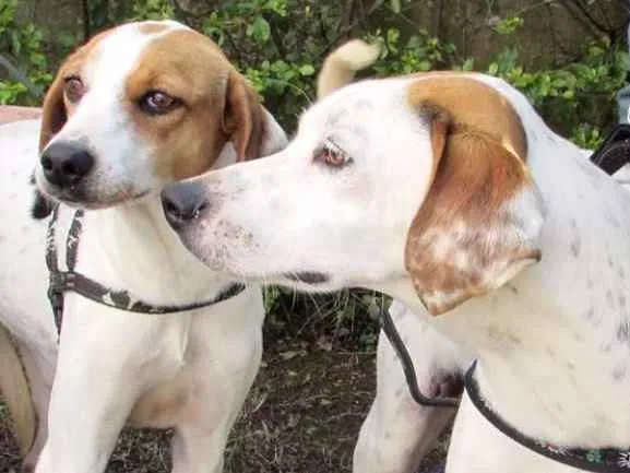 Cachorro ra a  idade 5 anos nome Lyon e Lorena