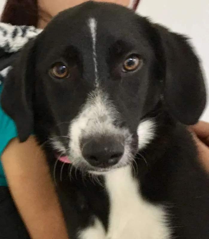 Cachorro ra a  idade 2 a 6 meses nome Sofia Filhote