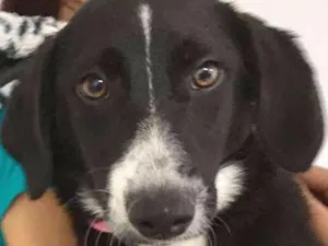 Cachorro raça  idade 2 a 6 meses nome Sofia Filhote