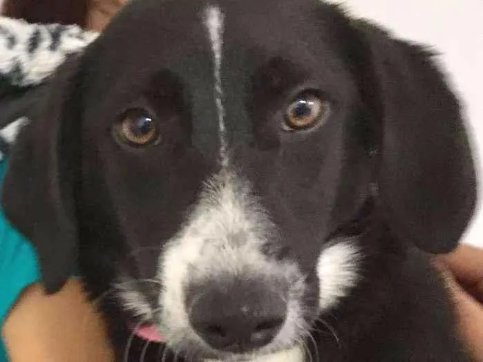 Cachorro ra a  idade 2 a 6 meses nome Sofia Filhote