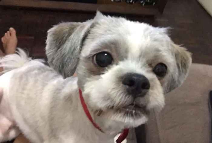 Cachorro raça Shitzu idade 3 anos nome Paul McCartney