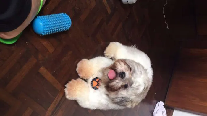 Cachorro raça Shitzu idade 3 anos nome Paul McCartney