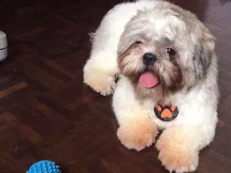 Cachorro raça Shitzu idade 3 anos nome Paul McCartney