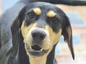 Cachorro raça  idade 2 anos nome Duda