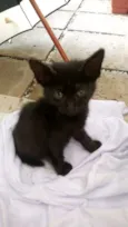 Pretinha