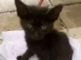 Pretinha