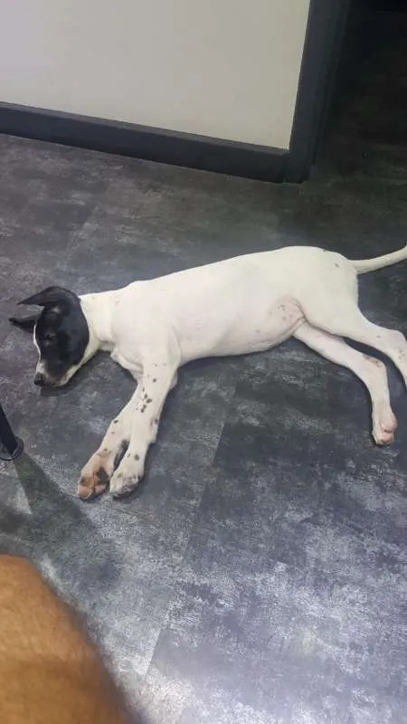 Cachorro ra a SRD idade 2 a 6 meses nome PHILOMENA 