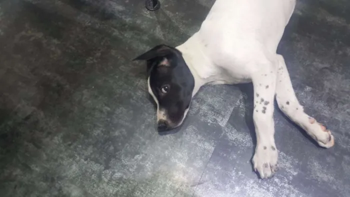 Cachorro ra a SRD idade 2 a 6 meses nome PHILOMENA 