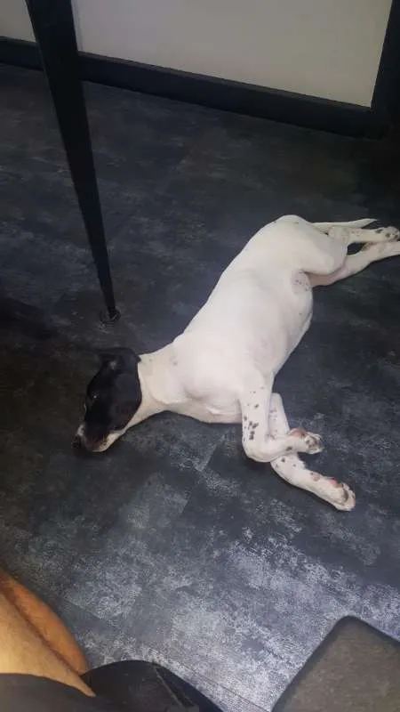 Cachorro ra a SRD idade 2 a 6 meses nome PHILOMENA 