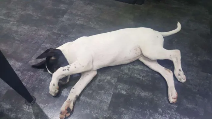 Cachorro ra a SRD idade 2 a 6 meses nome PHILOMENA 