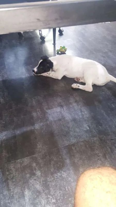 Cachorro ra a SRD idade 2 a 6 meses nome PHILOMENA 