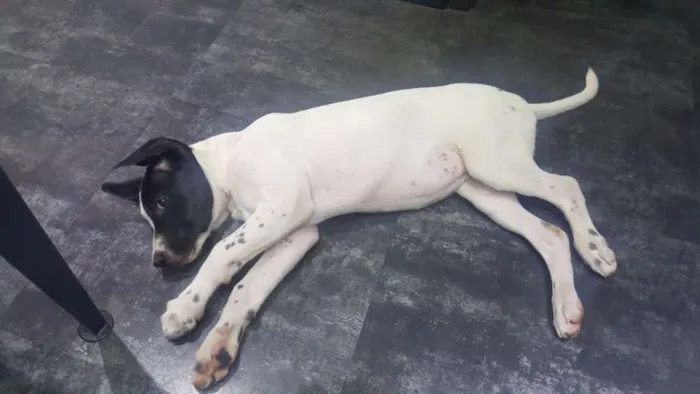 Cachorro ra a SRD idade 2 a 6 meses nome PHILOMENA 