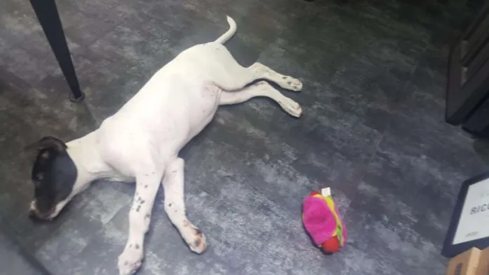 Cachorro ra a SRD idade 2 a 6 meses nome PHILOMENA 