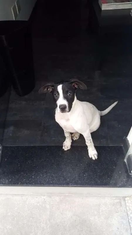Cachorro ra a SRD idade 2 a 6 meses nome PHILOMENA 