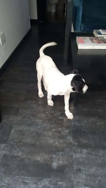 Cachorro ra a SRD idade 2 a 6 meses nome PHILOMENA 