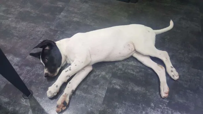Cachorro ra a SRD idade 2 a 6 meses nome PHILOMENA 