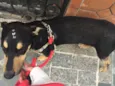 Nina