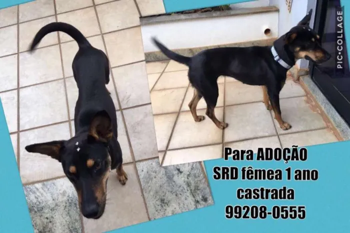 Cachorro raça SRD idade 1 ano nome Amora